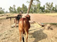 Qurbani