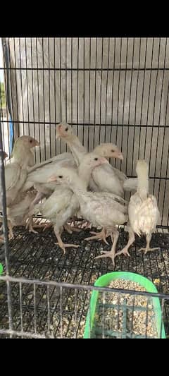 White Shamo Chicks