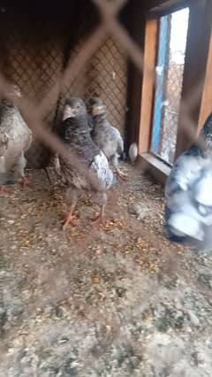 baby pigeons tedi sharmile chuwy high flyer