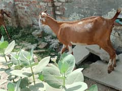 Teddy Goats