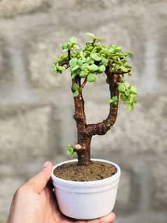 Jade Plant Marble Queen And Philodendron Decor to Office and home