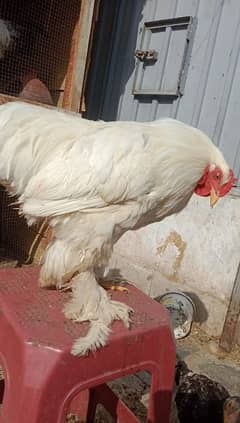 White buff