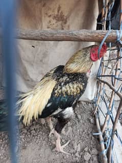 Aseel murga mianwali