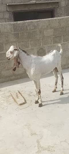 male gots