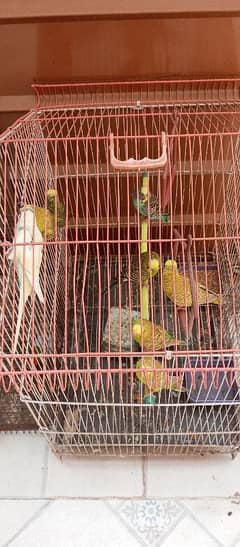 Australian parrot