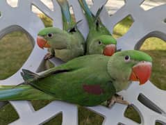 Raa/Alexanderine Chicks Wildlife Registered