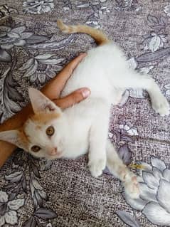 Calico Cat ky kittens hn. Age 3month. Bikul healthy and Active