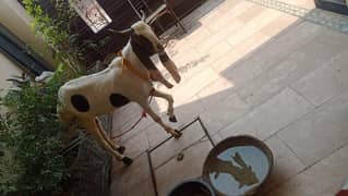 qurbani ka bakra