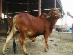 Qurbani ka janwar | Bull | qurbani janwar | wacha