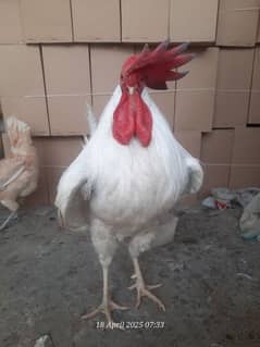 Farmi murga for sale