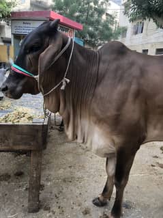 Qurbani