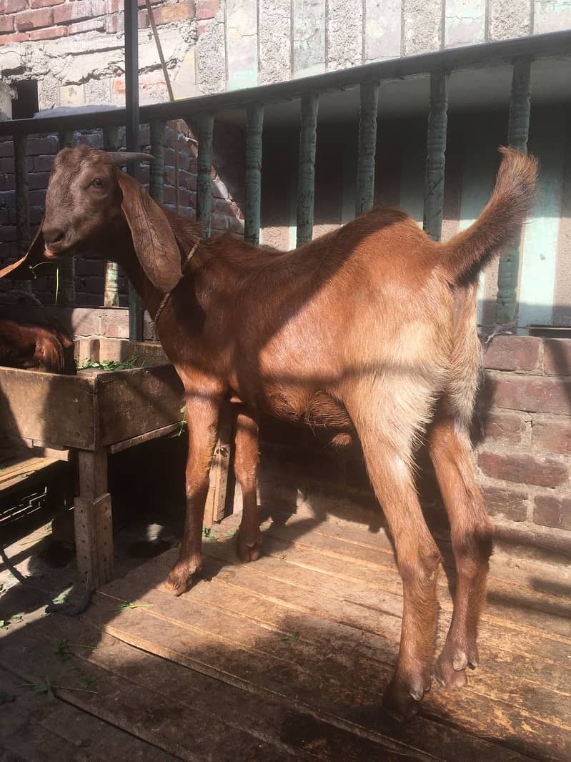 Bakra 2