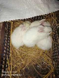 newzeland white bunnies