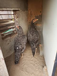 Aseel Murghi Female 2 Patthi