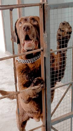 Top quality Labrador pedigree Male confirm stud available for sale