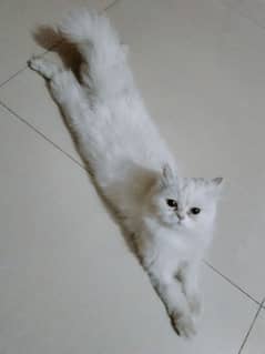 Persian