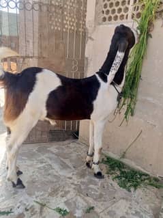 Nasli Munda Bakra 2 Dant