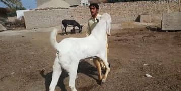Rajanpuri Bakra 2 Dant hai. +03278290878