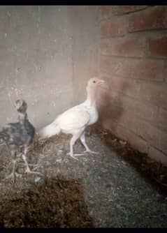 Aseel chiks for sale 03124499315 cntct nmb