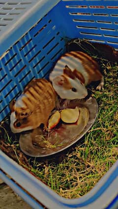 Guinea