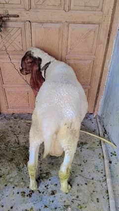 chatra
