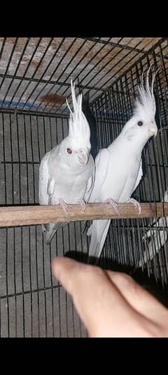 top