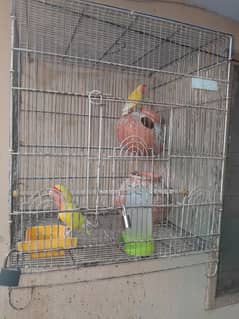lutino