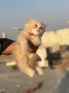 Persian kitten for Sale Triple Cooted Peki Face