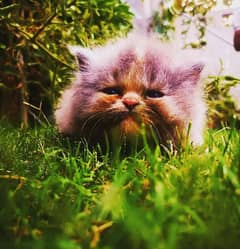 Persian pure breed kittens