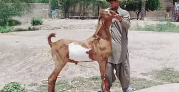Qurbani Lagne Wala Desi Bakra For Sale _ 03444672402