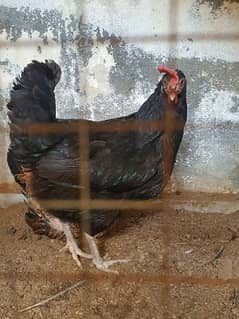 desi murgi for sale