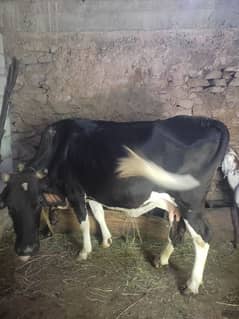 Australian cows
