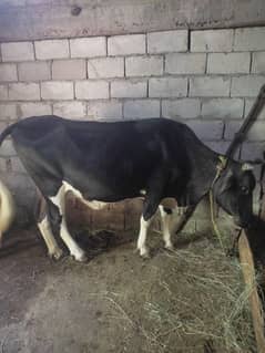 Australian cows