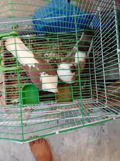 for