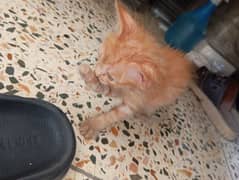 Single coat persian kitten