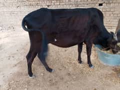 cow