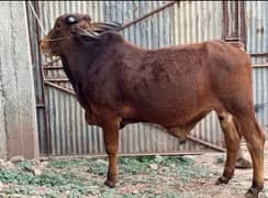 bail fare sale urgent qurbani ke liye WhatsApp number 03267483108