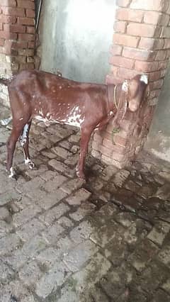 desi bakra