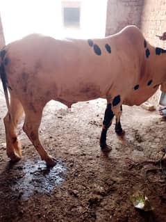 bachada 2 dant qurbani ke liye My 0322/6338955