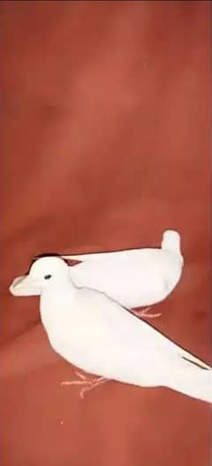 khumray