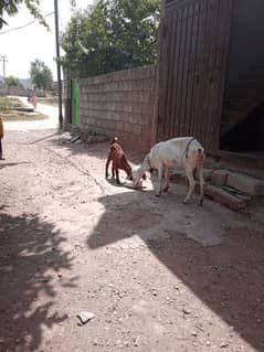 bakri