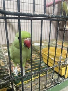 Green parrot