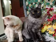 Persian
