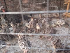 Turkey brid