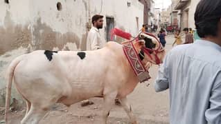 White  & Pink bull