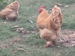 Golden buf Avaliable for Sale