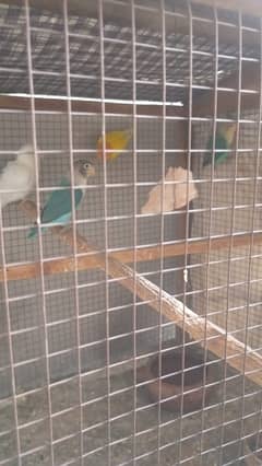 butufl lovde birds hom bred