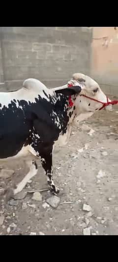 2 daant bachre for sale