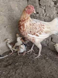 aseel chozy for sale