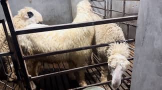 bakra for sale with Special Eid Discount Price